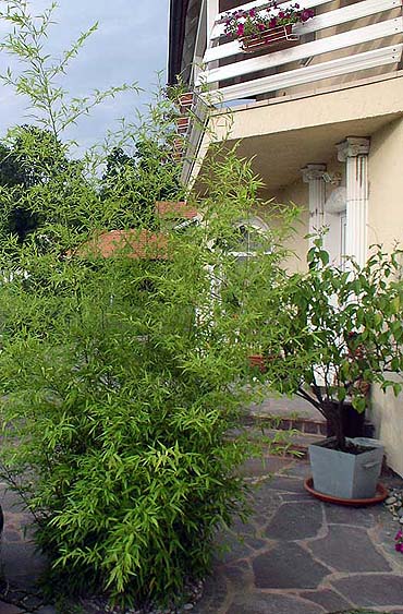bamboo