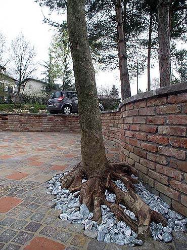 tree in the yard