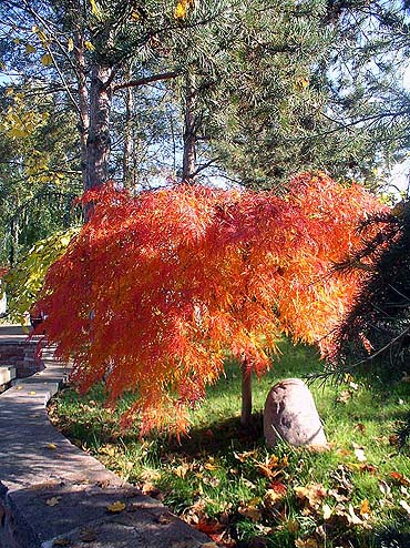 Acer-Palmatum