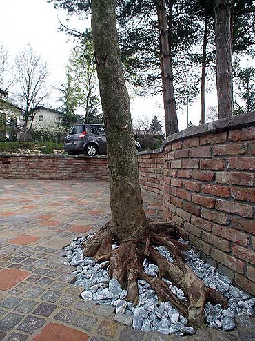 arbre dans la cour